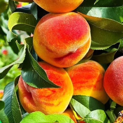 Персик Канадиан Хармони 1 шт.