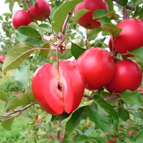 Яблоня красномясая Джеромини 14 шт.