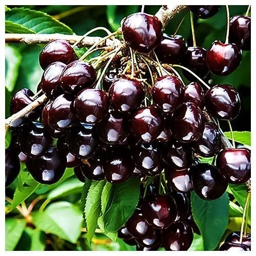 Вишня Черная крупная 1 шт.