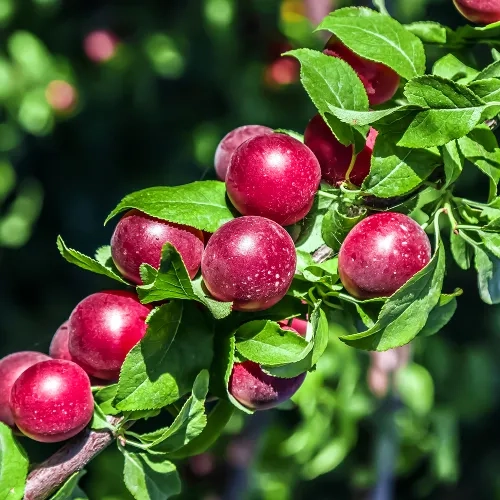 Сливово-вишневый гибрид Опата 1 шт.