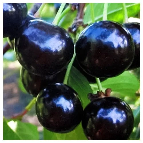 Вишня Чернокорка 1 шт.