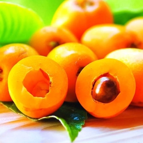 Мушмула для средней полосы Морозко 1 шт.