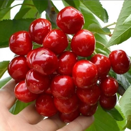 Черешня Гигант Ред 1 шт.