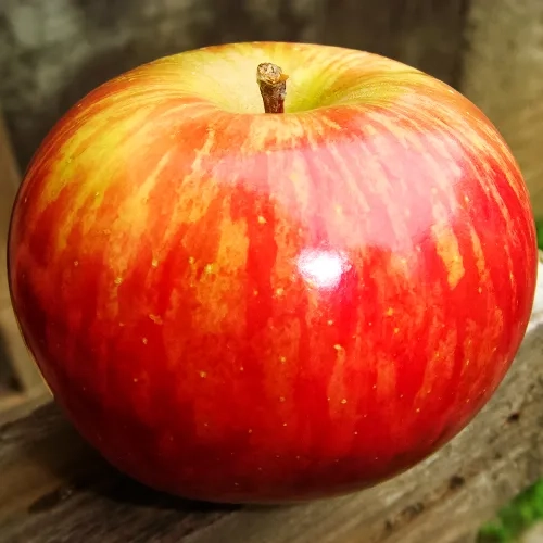 Яблоня Алматинский Апорт 1 шт.