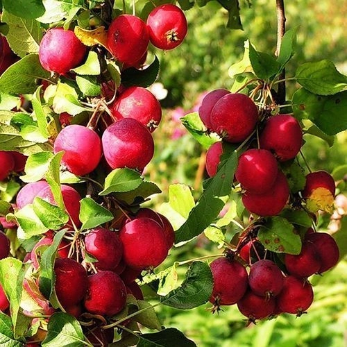 Яблоня Ранетка Пурпуровая 1 шт.