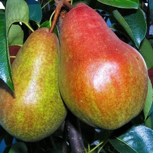 Груша Брянская красавица 1 шт.